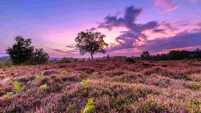 Rockford Common sunrise, New Forest ©Nick Lucas_web