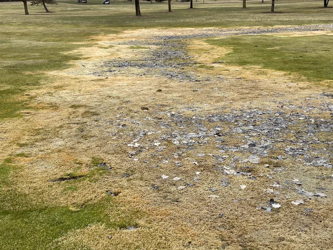 Brown, dead grass in a poorly drained area on a golf course.