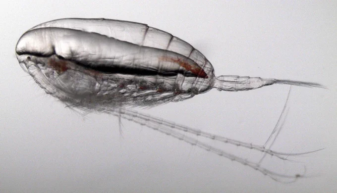 A magnified view of a nearly translucent Calanus finmarchicus zooplankton, showing its segmented body, antennae, and internal structures. Credit: Cameron Thompson