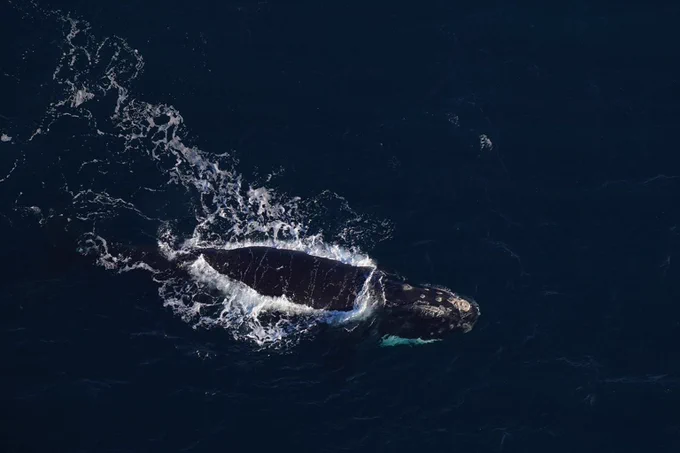 A North Atlantic right whale, partially submerged, swims in dark blue ocean water, creating white foam around its head and back. Credit: New England Aquarium, taken under NMFS permit # 25739