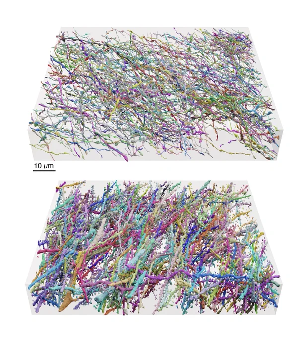 Renderings of the reconstructed LICONN volume with automated segmentation from flood-filling networks. The image depicts a reconstruction of 5.8% of axons (top) and 27.3% of dendrites and a small number of axons (bottom) from the original tissue volume.