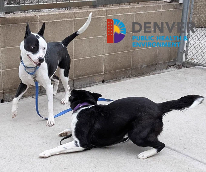 Two dogs playing.