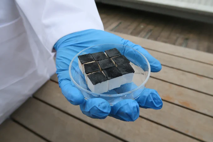 Dr Derek Hao holds 9 black spongy cubes in a petri dish.