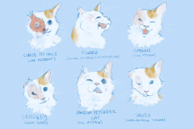 a lineup of busts of a white and orange  cat with different scars on her face, ranging in severity and effect