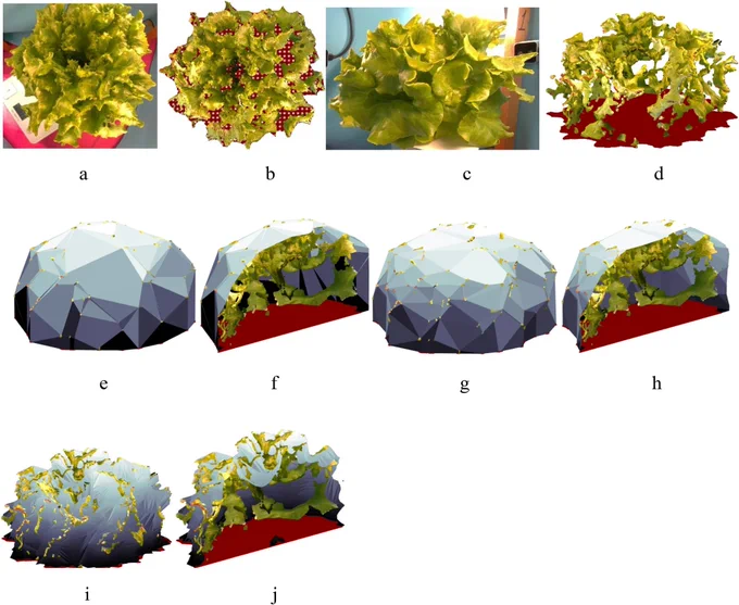 Example of a plant top (a) and side (c) views and their 3D point clouds recorded with the 3D cameras at top (b) and side (d) views. The point cloud surfaces reconstructed by Alpha shapes algorithm with the alpha parameters 0.2 (e) with a sectional view (f) and Ball Pivoting algorithm with the ball radius 5 cm (g) with a sectional view (h), and with the Vacuum package algorithm (i) with a sectional view (j)