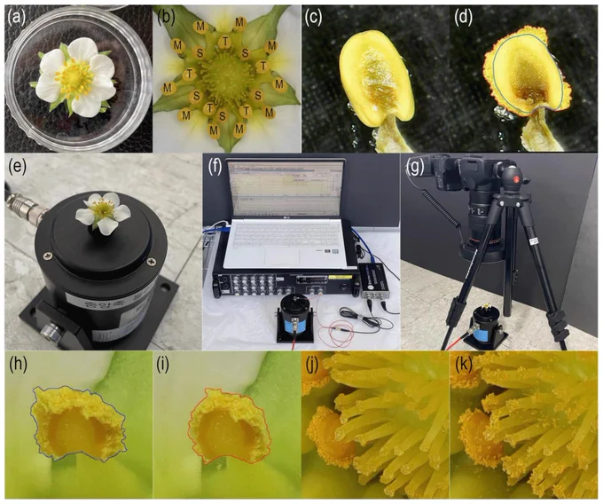 Images of experimental materials, equipment, and methods. Sampled strawberry flower before exposure to VPD conditions (a), stamen types of strawberry flower: short (S), medium (M), and tall (T) (b), before anther dehiscence (c), the projected area of anther (blue line) and pollen clump (red line) after anther dehiscence (d), flower affixed onto the axis of the shaker (e), vibration equipment (f), camera for photographs before and after vibration treatments (g), the projected area of anther and pollen clump (blue line) before vibration treatment (h), the projected area of anther and pollen clump (red line) after vibration treatment (i), flower pistils before vibration treatment (j), and flower pistils after vibration treatment (k)