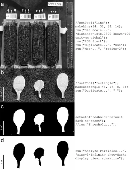 Determination of total leaf area. a The scale of the image was set against the ruler; the green channel of the image was used and then a filter applied to help smooth the background. b Leaves of one plant were cropped out for analysis. c The image was thresholded. d A mask was made of the thresholded image, removing any particles less than 1 mm in size; the masked image was then summarised, giving the total area. This analysis was performed in FIJI [26]. The corresponding code for each stage is shown to the right of the images