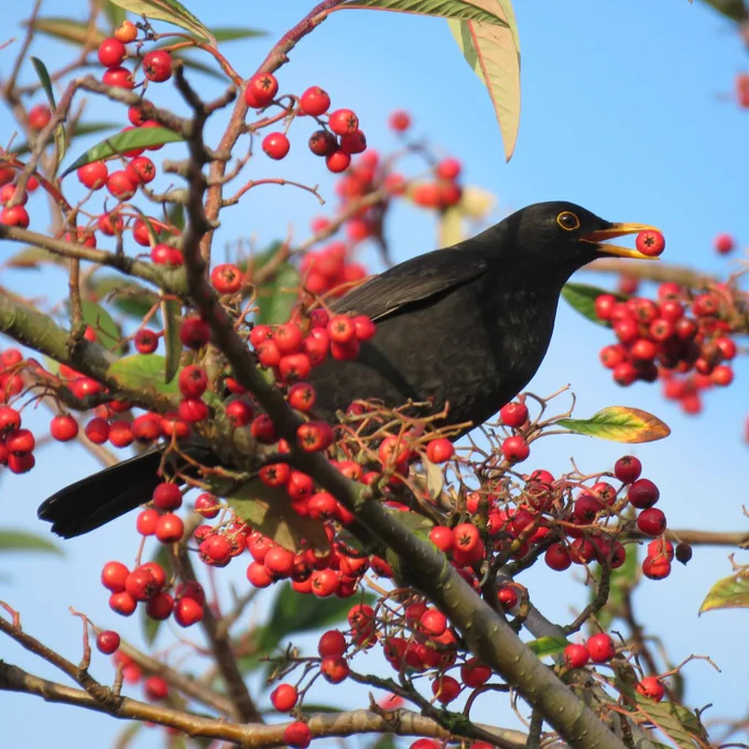 A blackbird perched on a branch amid clusters of red berries under a clear blue sky.
Photo by Chris (@chris23) on Unsplash 

