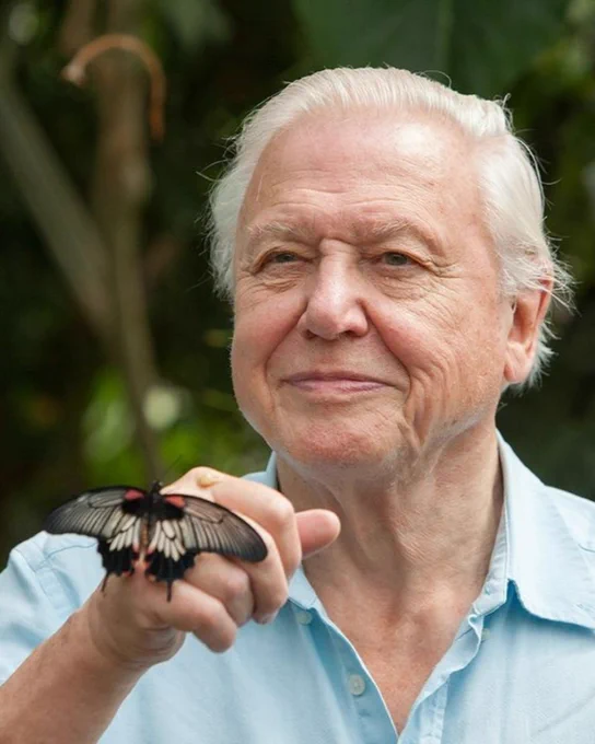 Sir David Attenborough in a blue shirt, smiling while holding up a butterfly on his hand