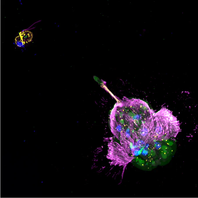 The marine ciliate Mesodinium rubrum (bottom right) is famed for its ability to steal chloroplasts and nuclei from red cryptophyte algae in the Teleaulax/Gemingera clade. But even these prey specialists can make "mistakes," ingesting blue-green Hemiselmis pacifica (upper left) and transiently retaining their plastids. Here, a M. rubrum cell points its feeding tentacles (labeled with an anti-centrin antibody, yellow) at an H. pacifica cell. The cryptophyte's flagella and ciliate's cilia (labeled with an anti-tubulin antibody, purple) and nuclei (labeled with DAPI, blue) are visible in this expansion micrograph taken with a Nikon spinning disk confocal microscope. Numerous stolen prey nuclei are visible inside of the M. rubrum cell. See Moeller et al. https://doi.org/10.1111/jeu.13066