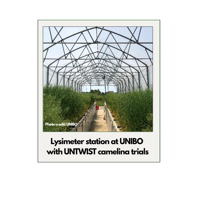 Different camelina genotypes show different physiological and agronomic responses to drought stress
To know more:
https://www.untwist.eu/different-camelina-genotypes-show-different-physiological-and-agronomic-responses-to-drought-stress/