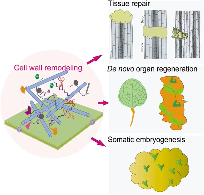 Diagram indicating the role of cell wall remodeling in tissue repair, de novo organ regeneration, and somatic embryogenesis.