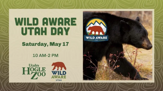 Image is a split graphic with a black bear walking through brush on the right side, and details about Wild Aware Utah Day on the left side. The text on the left says: 
Wild Aware Utah Day
Saturday, May 17
10 AM - 2 PM

The text is above the Utah’s Hogle Zoo and Wild Aware Utah logos.