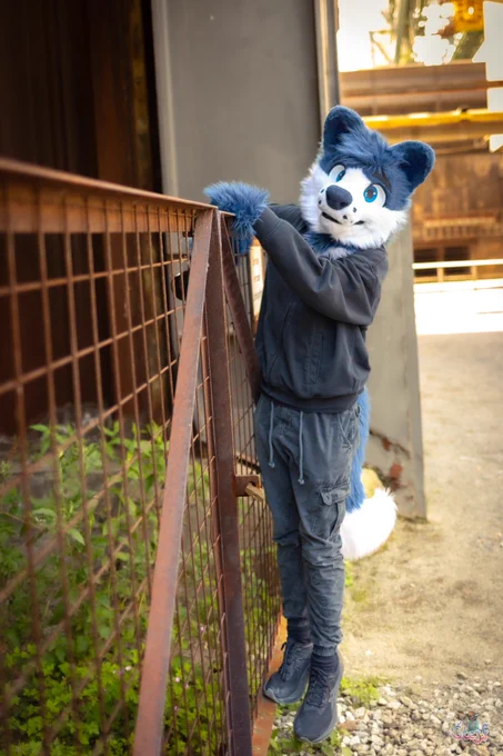 Me in fursuit trying to climb over a fence