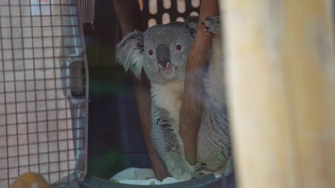 Een baby koala verstopt zich verlegen achterin een kooi.