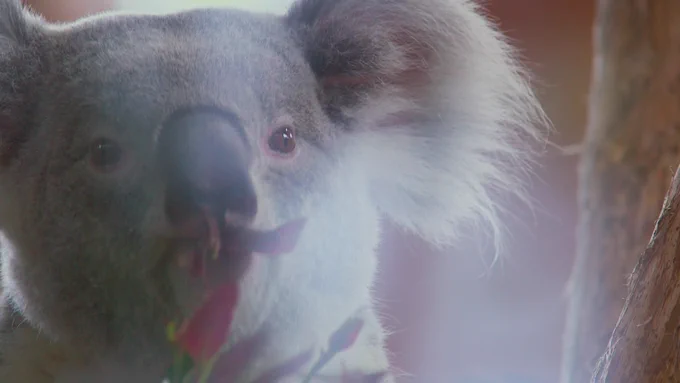 Een closeup van een koala die een bloem opeet.