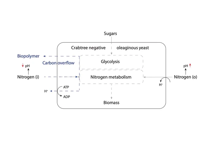 An illustration showing use of sugars, and differences between inorganic and organic nitrogen metabolism, leading to biopolymer production upon acidification of cell culture environment 