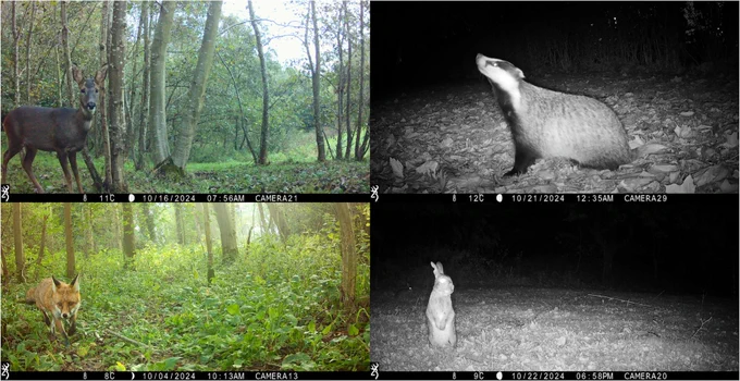 Roe deer and badger, red fox and rabbit. Images: NHMP Durham