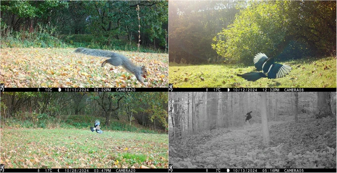 Grey squirrel and magpie, jay and domestic dog (we think).  Images: NHMP Durham