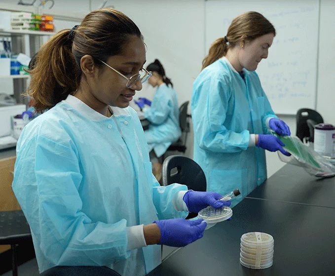 Molecular microbiology and immunology student Nishat Shama observes microbial colonies in soil samples in a UTSA laboratory.