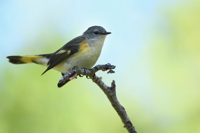 📷photo courtesy: J.D. Waller | American Redstart on branch