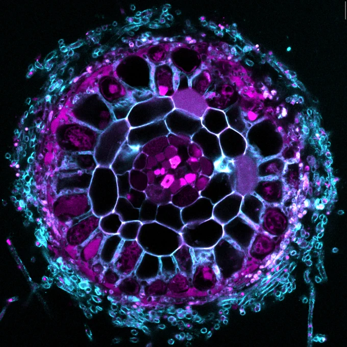 ECM colonised root cross section; photo credit Tess McBride