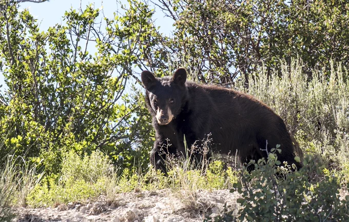 A bear with rounded ears and a brownish-black coat walks through rocks and brush on a sunny day. There are green plants and small trees in the background. 
