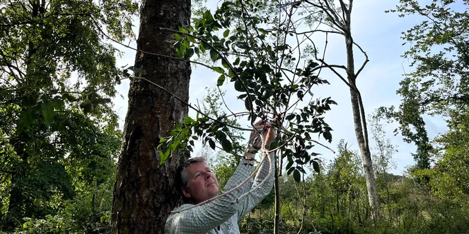 Forestry Commission expert examining a young tree infected with ash dieback