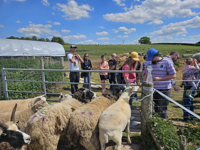 Sheep crowd around a gate as visitors admire them and enjoy a sunny day at FARS sanctuary