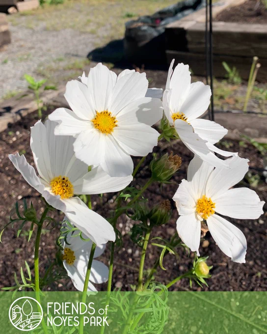White flowers. The Friends of Noyes Park logo at the botttom.