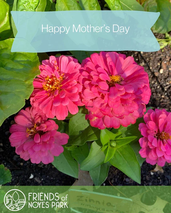 Pink flowers. A blue banner with text “Happy Mother’s Day” and the Friends of Noyes Park logo at the botttom.