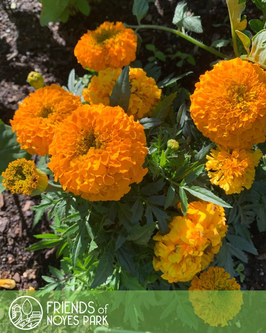 Yellow marigolds. The Friends of Noyes Park logo at the botttom.