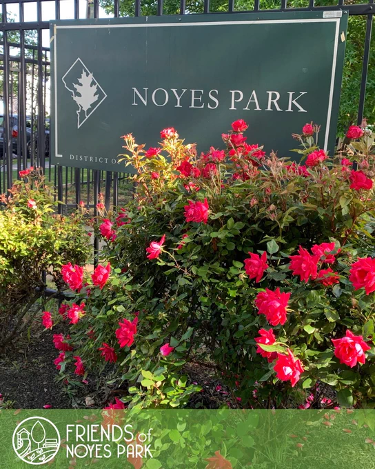 A sign that reads “Noyes Park” attached to the park fence. A rose bush. The Friends of Noyes Park logo on the bottom.
