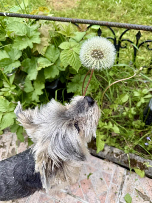 Yorkshire Terrier der eine Pusteblume ansieht.