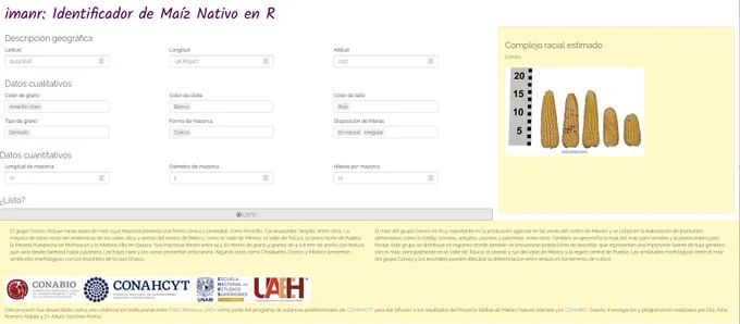 Screenshot of a Spanish-language web application titled "imanr: Identificador de Maíz Nativo en R" (Native Maize Identifier in R). The interface includes a form with input fields divided into three sections:

    Descripción geográfica (Geographic Description): Fields for latitude, longitude, and altitude.

    Datos cualitativos (Qualitative Data): Dropdown and text fields for grain color, cob color, stem color, grain type, ear shape, and row arrangement.

    Datos cuantitativos (Quantitative Data): Fields for ear length, diameter, and number of rows per ear.

A checkbox marked “¿Listo?” confirms that the input is complete.

On the right side, a yellow box titled "Complejo racial estimado" (Estimated racial complex) displays the result: Cónico. Below the label is an image of five maize ears of varying sizes and shapes, labeled as belonging to the Cónico group, with a ruler for scale and a photo credit to Eliud Castillo Suárez.

The lower section of the screenshot contains descriptive