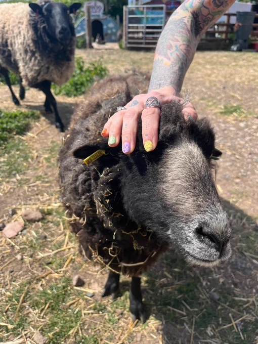 Visitors spend time with friendly sanctuary animals 