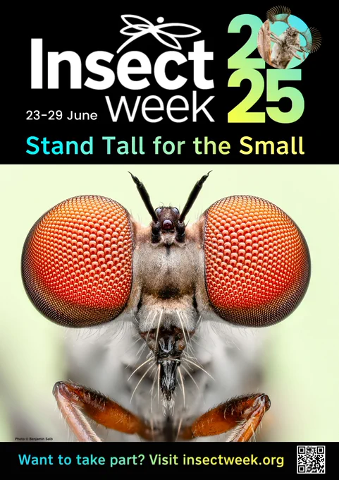 Stand Tall for the Small poser for Insect Week featuring a detailed close-up of a fly