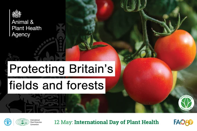 Image of tomato plants with the words 'Protecting Britain's fields and forests' and the logo for International Day of Plant Health below.