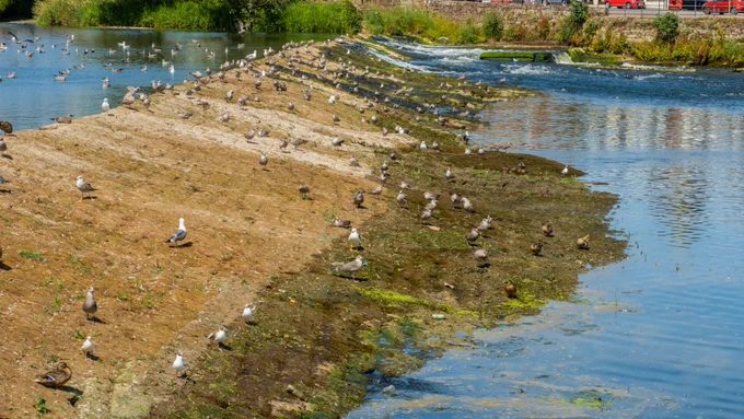 Image shows a Caul on the River Nith in Dumfries and Galloway - the water level is low and the dry stones as exposed to the sun. Seagulls sit on the stones. 