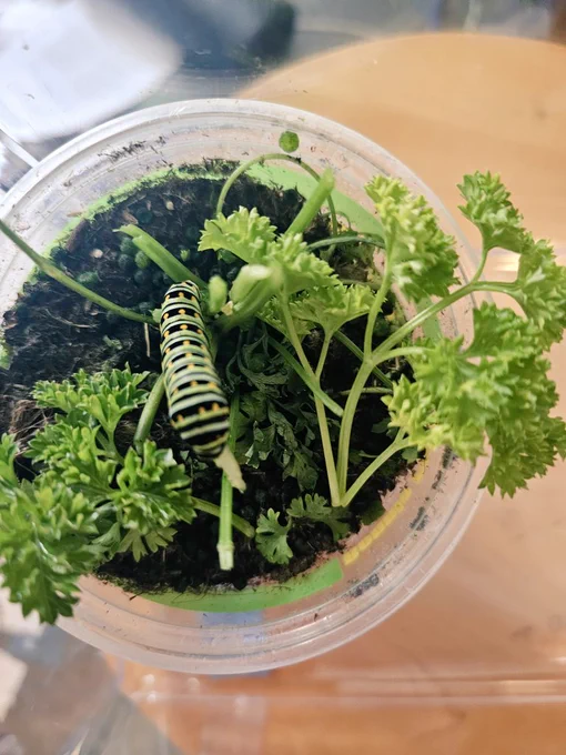 Black Swallowtail caterpillar eating parsley
