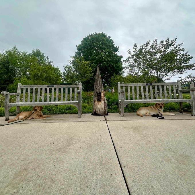 Two yellow labrador retrievers lay underneath two benches