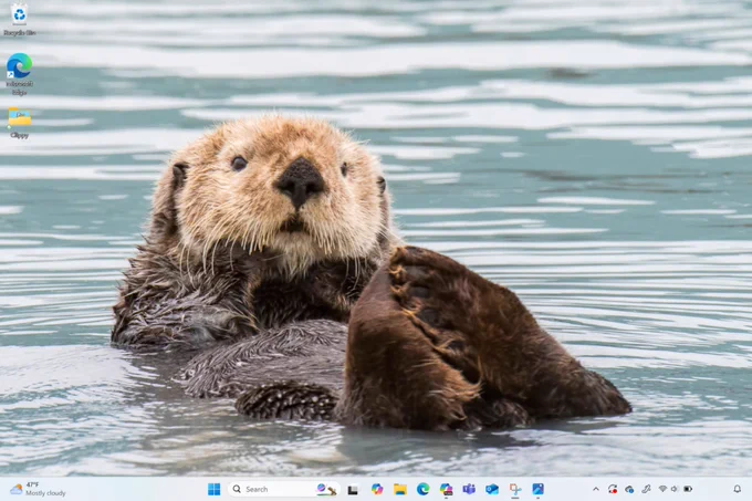 A screenshot of a Surface Copilot  PC desktop background image of a brown sea otter floating on its back in a pool of water. 