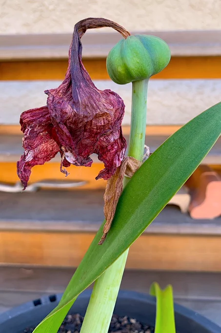 A Florist's Amaryllis (Hippeastrum hyb.) seed pod grows as a swollen structure atop the flower stem after the flower is pollinated. After it completes its growth and the seeds inside ripen, it will dry and crack open at the segments to release its seed. Every seed produced from an openly pollinated flower will differ—sometimes surprisingly—from its parent, a lottery of genes that may surprise or disappoint. More, at the link.🌿 ©2002, 2025 by Dolezal & Associates. All Rights Reserved. grownbyyou.com