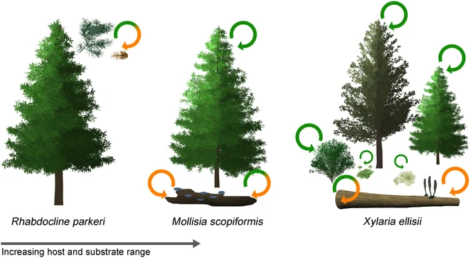 Host and substrate range of three endophyte species along a gradient of ecological versatility. 