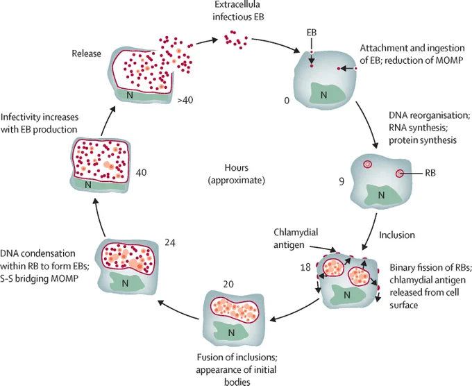 Figure showing the life cycle of Chlamydia trachomatis. Copyright: 2025 World Health Organization; licensee Elsevier Ltd.