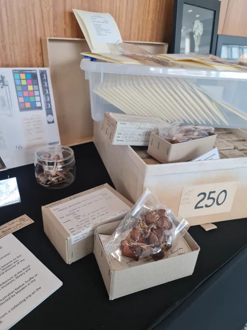 Preserved mushrooms and two stacked boxes, one with envelopes and one with boxes filled with specimens. 