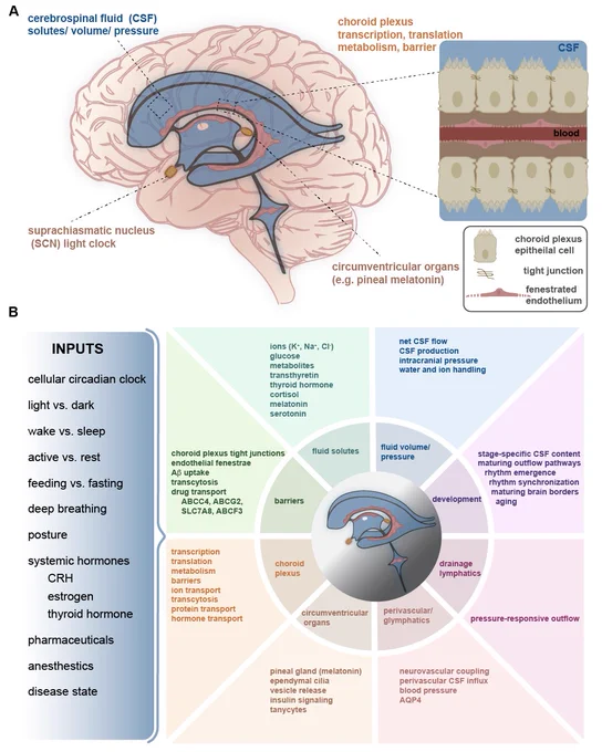 Fig. 1 | Components of the cerebrospinal fluid (CSF) system change across timeof day. A The major components of the CSF system include CSF, choroid plexus, andcircumventricular organs. These systems change their properties across time of day,including those listed below each component. B Multiple inputs affect the CSFsystem across time of day.