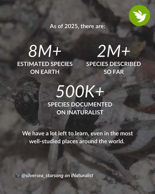 As of 2025, there are over 8 million estimated species on Earth, over 2 million species described so far, and over 500,000 species documented on iNaturalist. We still have a lot left to learn, even in the most well-studied places around the world.