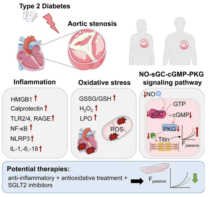 https://cardiab.biomedcentral.com/articles/10.1186/s12933-025-02748-y