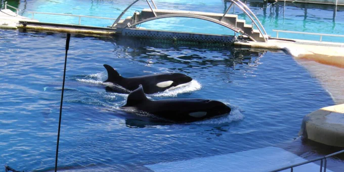 Two orcas swimming in a small pool at a marine park, with metal barriers and walkways surrounding the water.